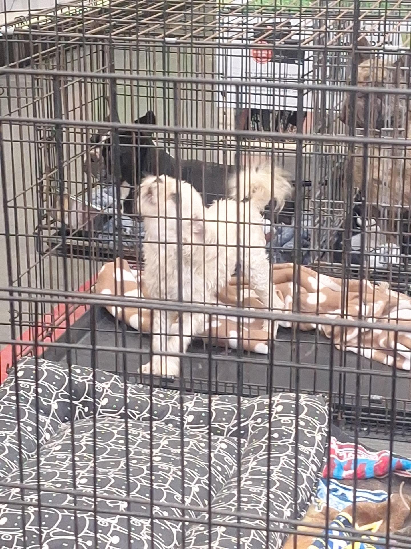 Molly, Lacy, Marry and Mario, a Adoptable Maltese in Moreno Valley, CA image 4/6