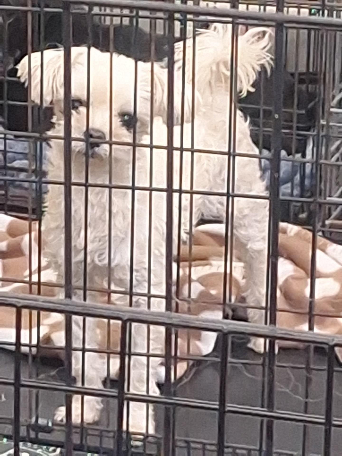 Molly, Lacy, Marry and Mario, a Adoptable Maltese in Moreno Valley, CA image 5/6