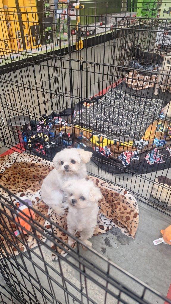 Molly, Lacy, Marry and Mario, a Adoptable Maltese in Moreno Valley, CA image 6/6