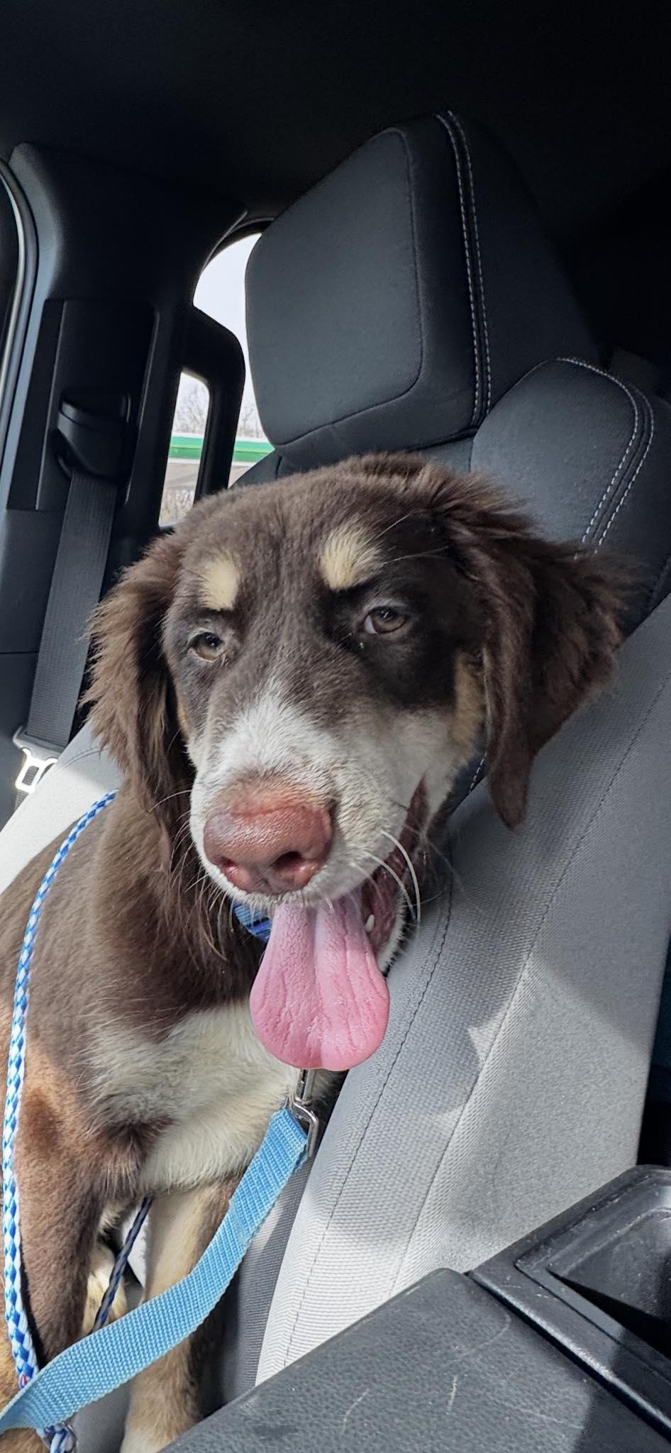 Moose, ADOPTABLE, Puppy Male Australian Shepherd.