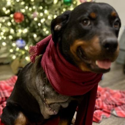 Enlarge Tiffy Sugarplum, a Adoptable mixed breed in Detroit, MI image 1/1