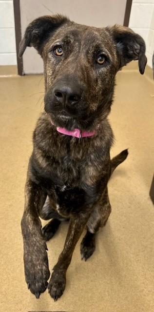 LOTTIE, Adoptable, Young Female Hound & Mixed Breed.