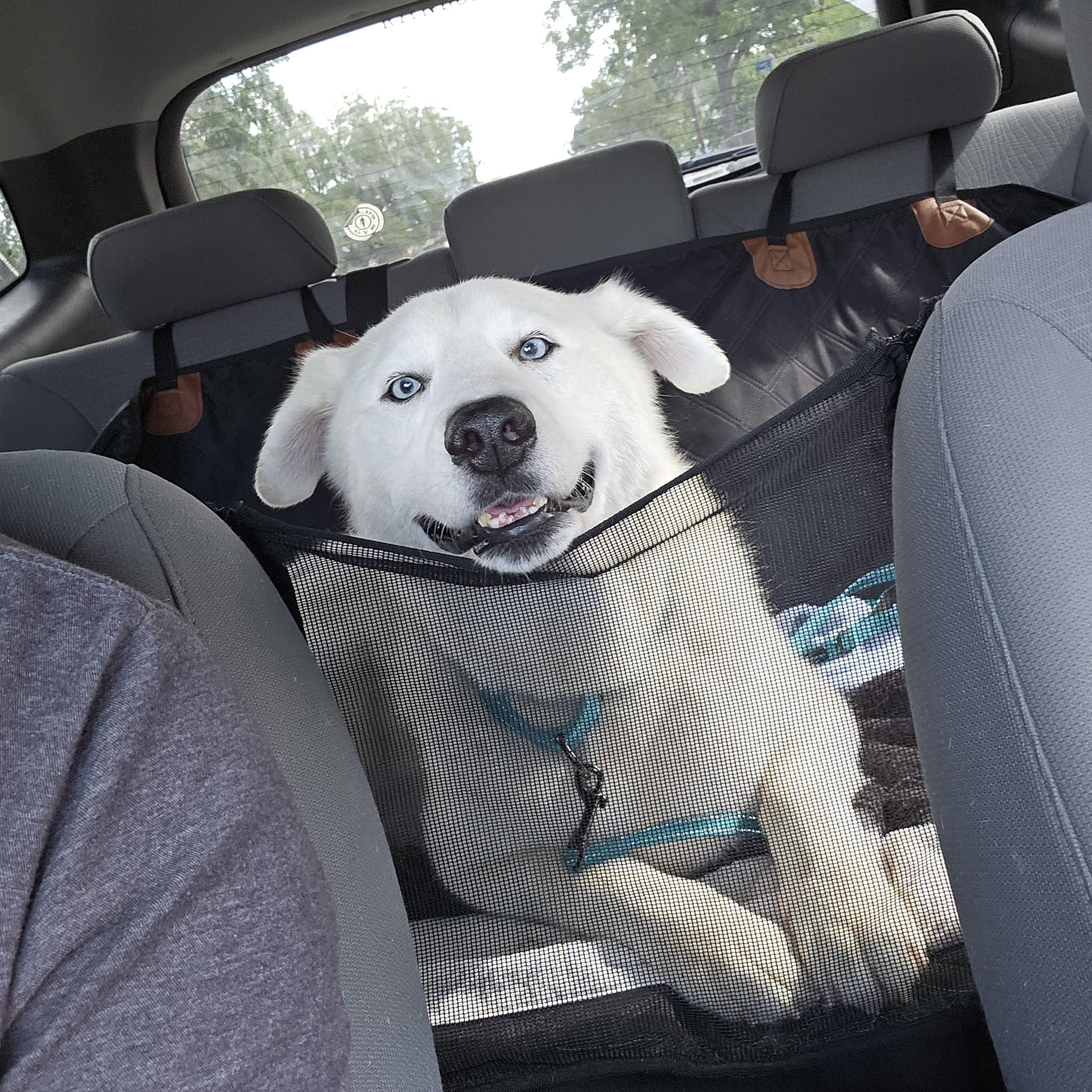 Enlarge Pierce, a Adoptable mixed breed in Pflugerville, TX image 1/6