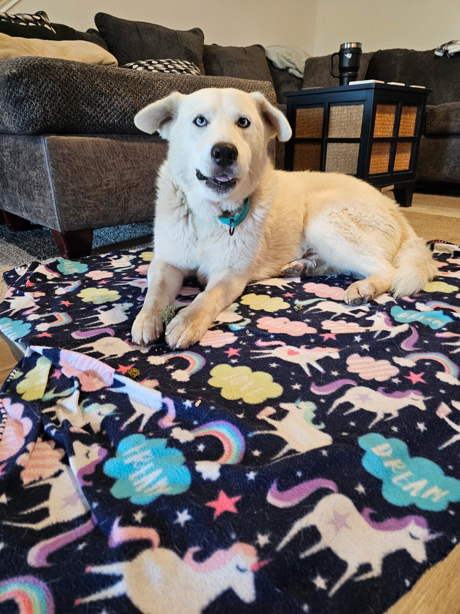 Enlarge Pierce, a Adoptable mixed breed in Pflugerville, TX image 2/6