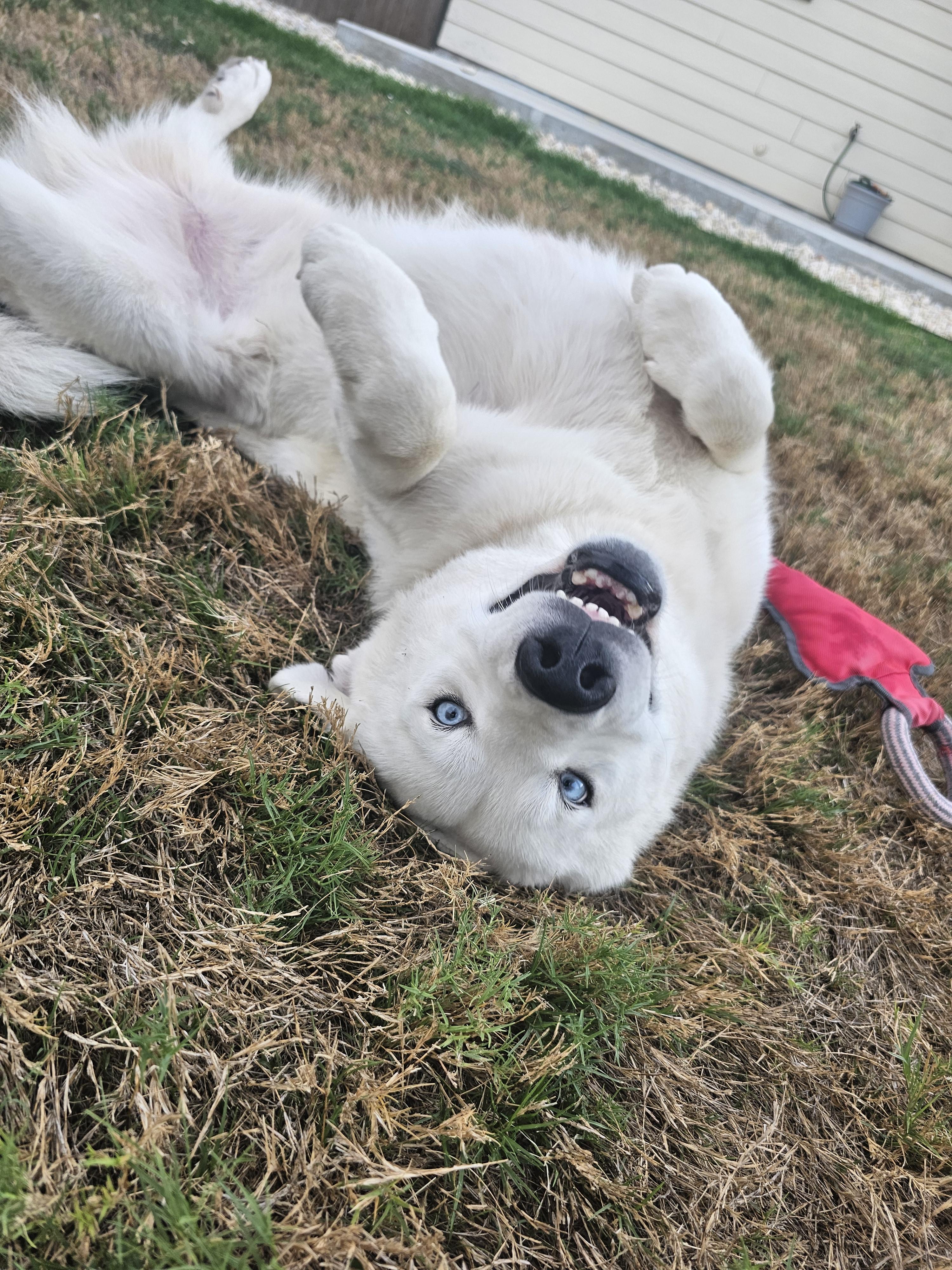 Enlarge Pierce, a Adoptable mixed breed in Pflugerville, TX image 5/6