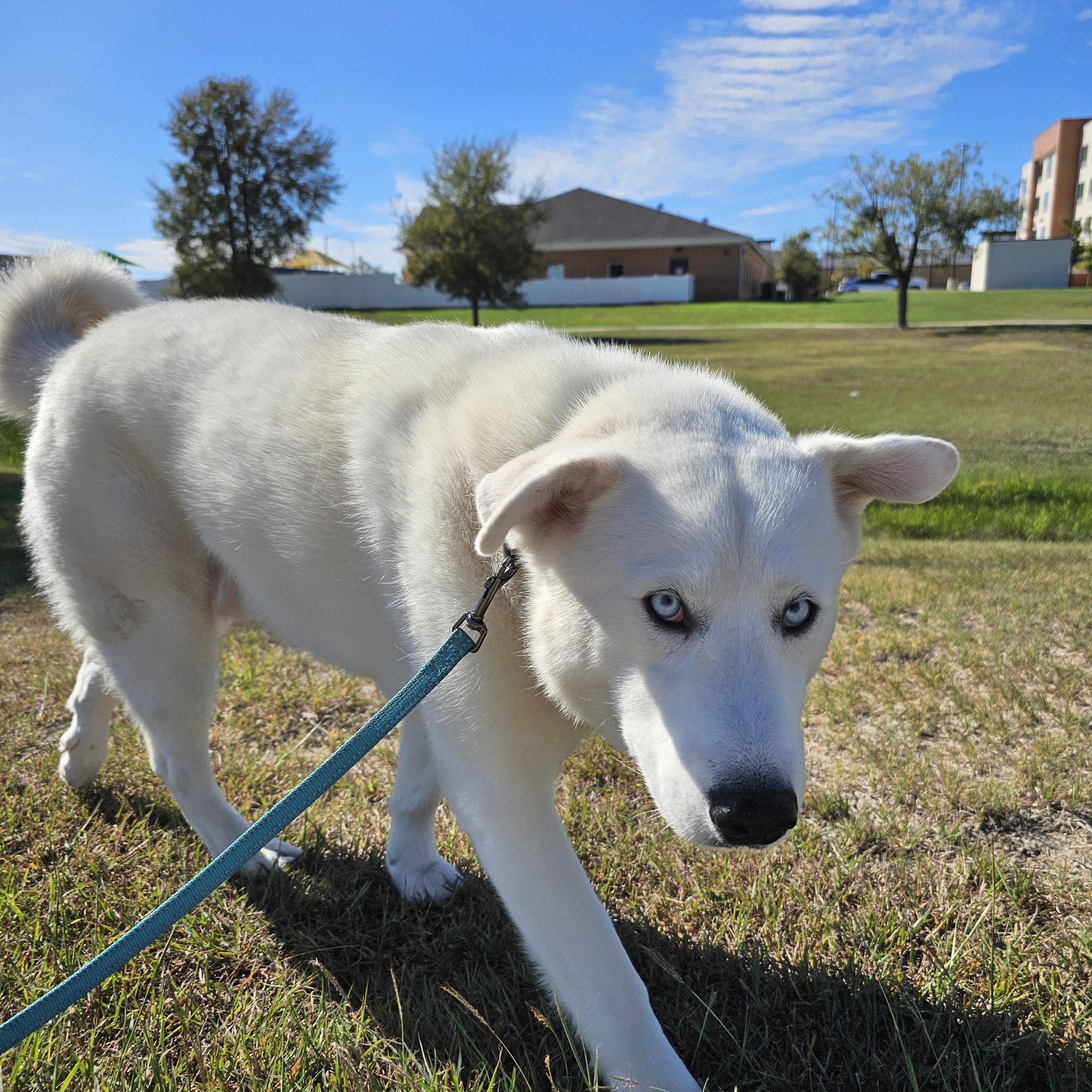 Enlarge Pierce, a Adoptable mixed breed in Pflugerville, TX image 4/6