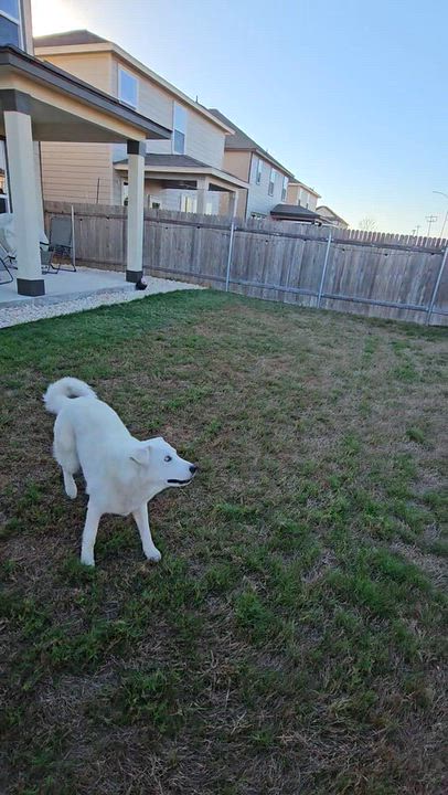 Enlarge Pierce, a Adoptable mixed breed in Pflugerville, TX video 3/6