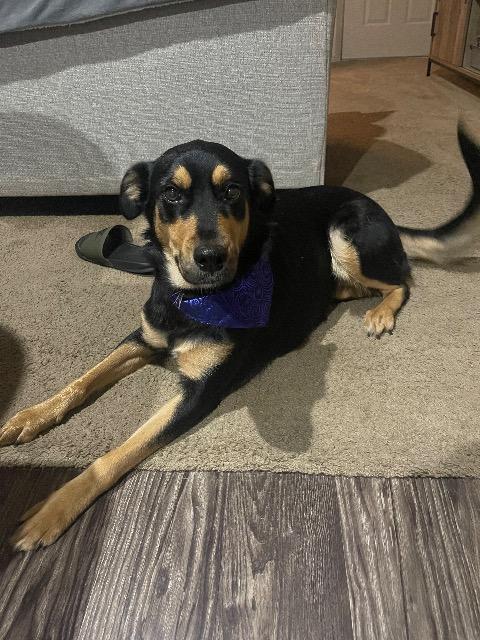 June, Adoptable, Adult Female German Shepherd Dog.