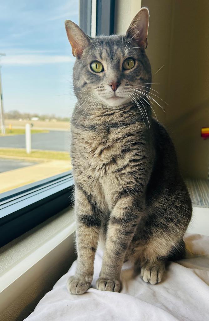 Kelsi, a Adoptable mixed breed in Fremont, OH image 3/6