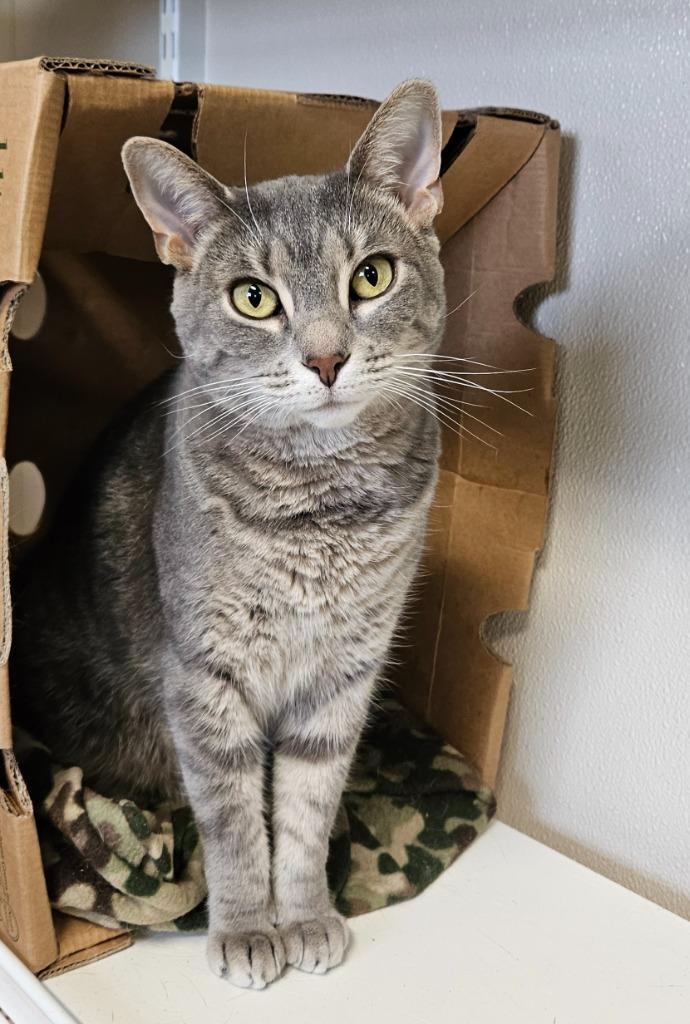 Kelsi, a Adoptable mixed breed in Fremont, OH image 4/6