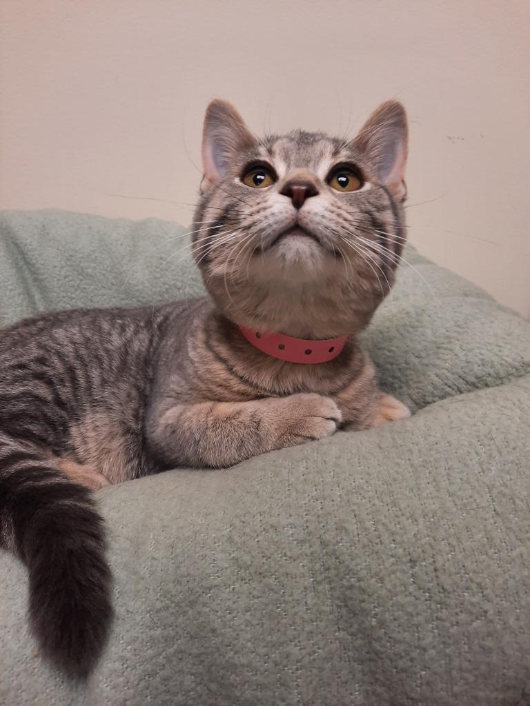 Kelsi, a Adoptable mixed breed in Fremont, OH image 5/6