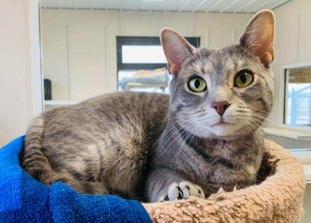 Kelsi, a Adoptable mixed breed in Fremont, OH image 6/6