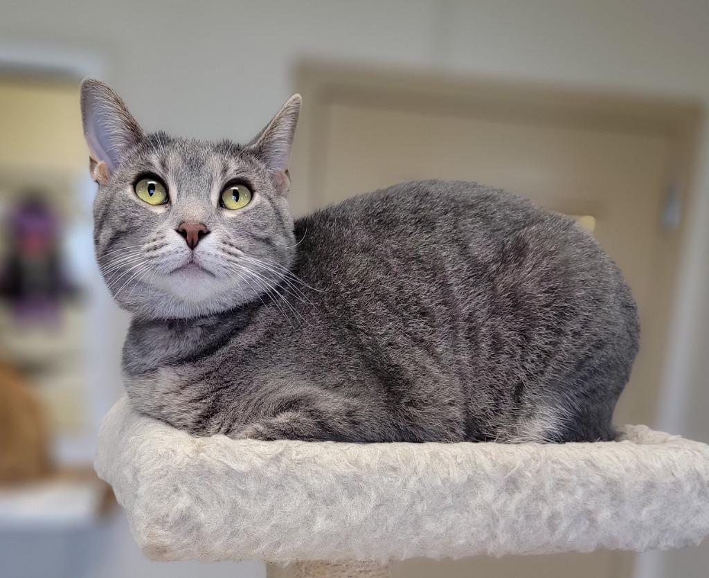 Kelsi, a Adoptable mixed breed in Fremont, OH image 2/6