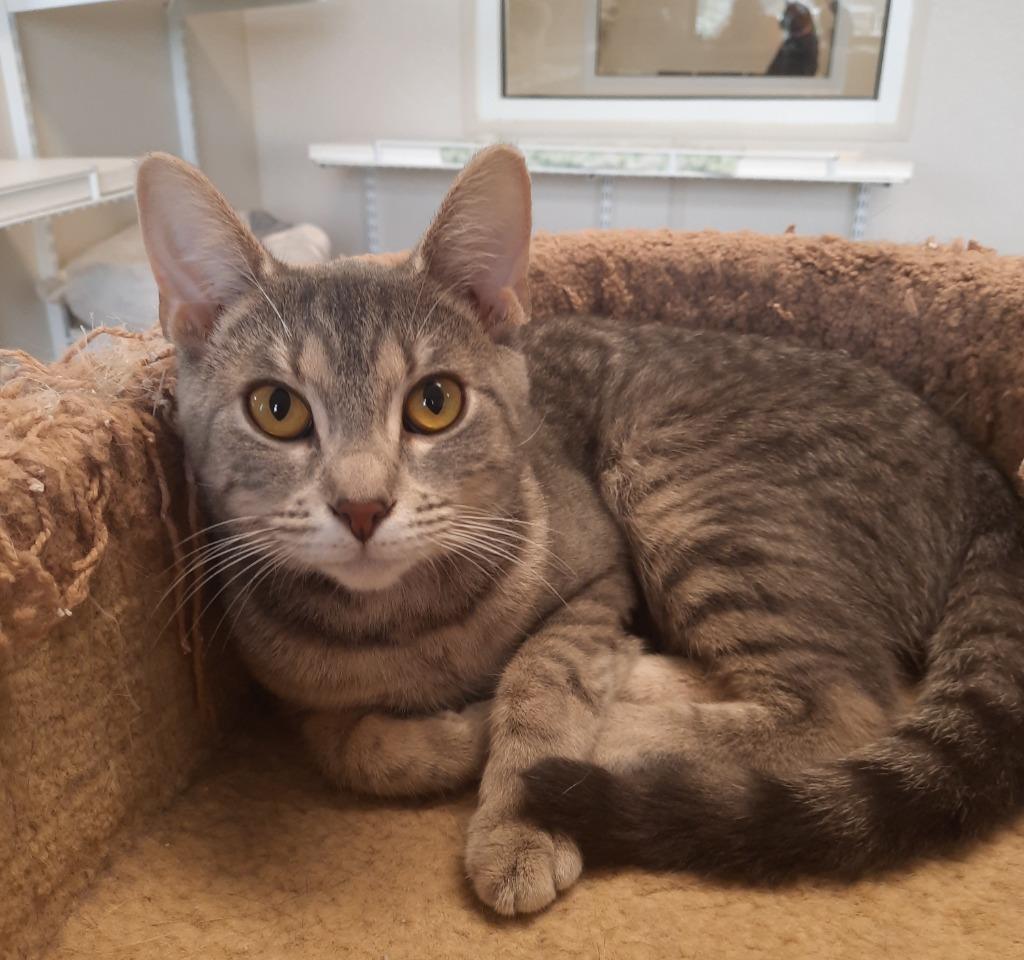 Kelsi, a Adoptable mixed breed in Fremont, OH image 3/6