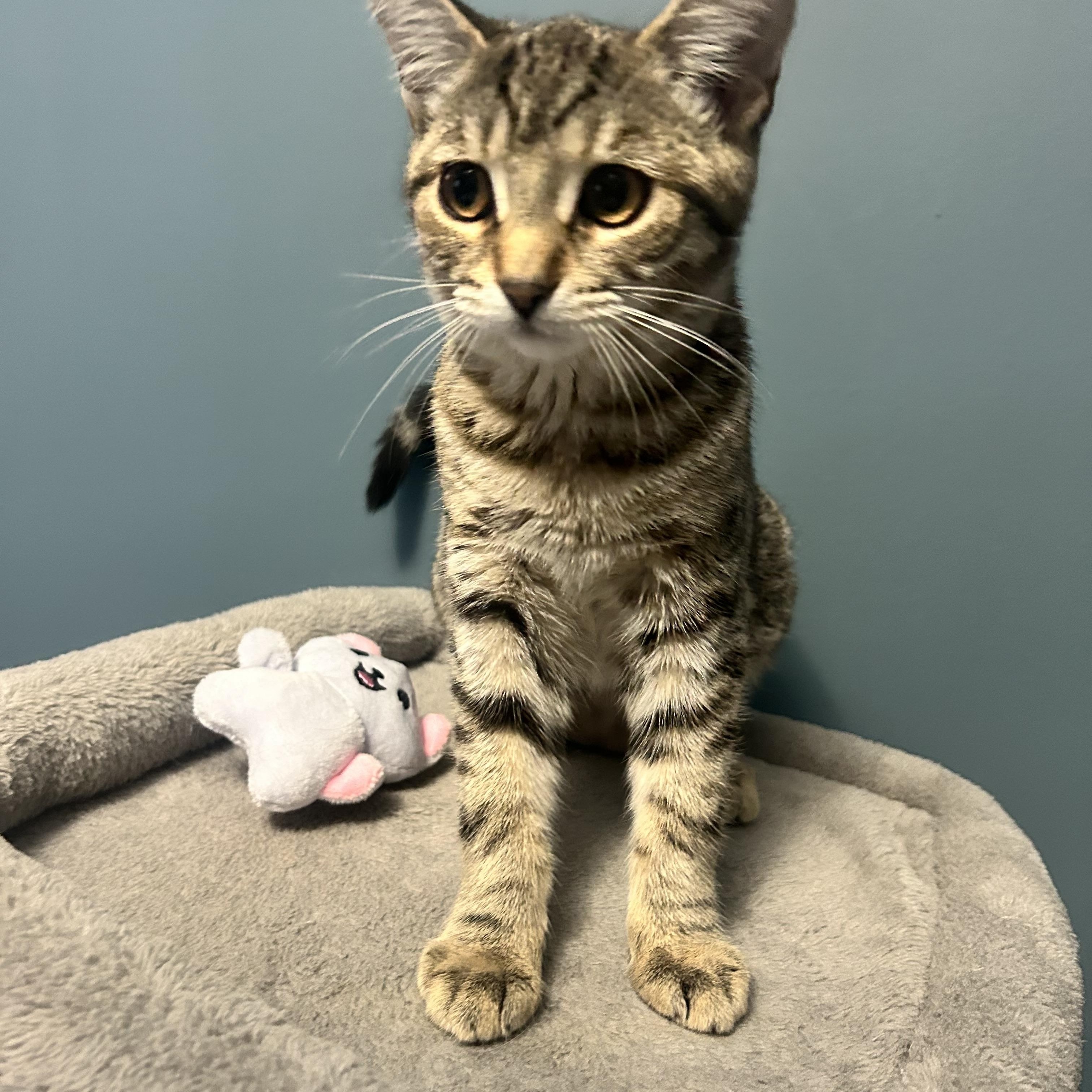 Enlarge HONEY (bonded with Cinnamon), an adopted Tabby in Shakespeare, ON image 3/4