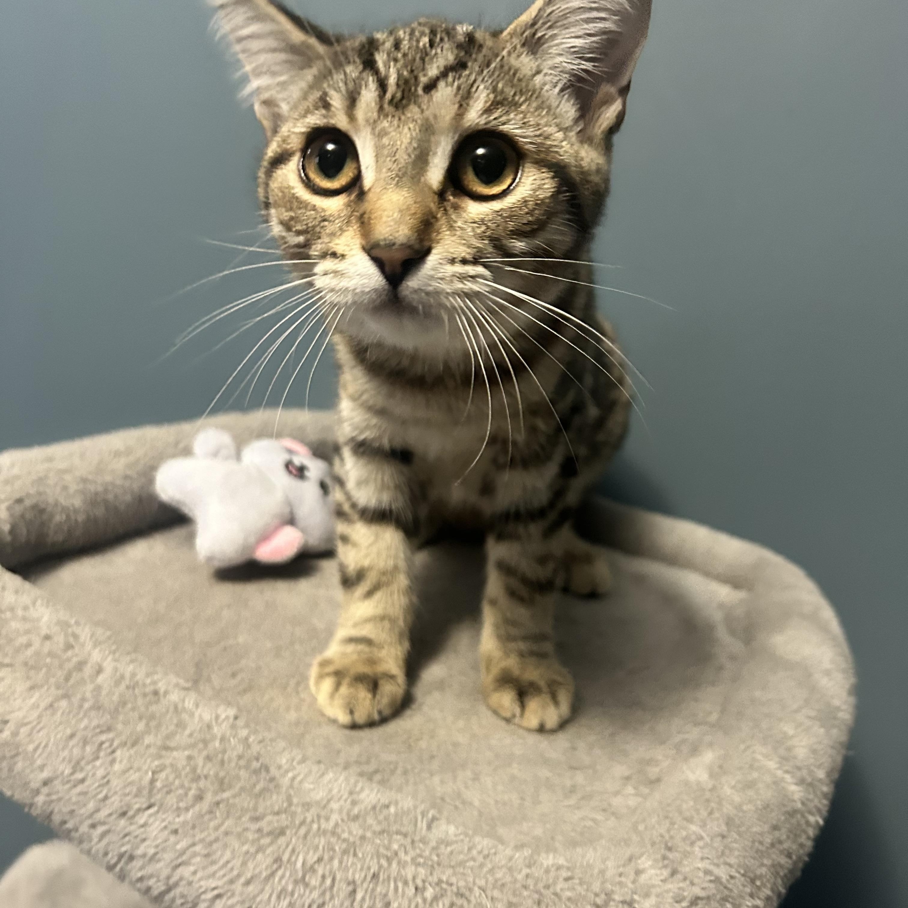 HONEY (bonded with Cinnamon), adopted, Kitten Female Tabby.