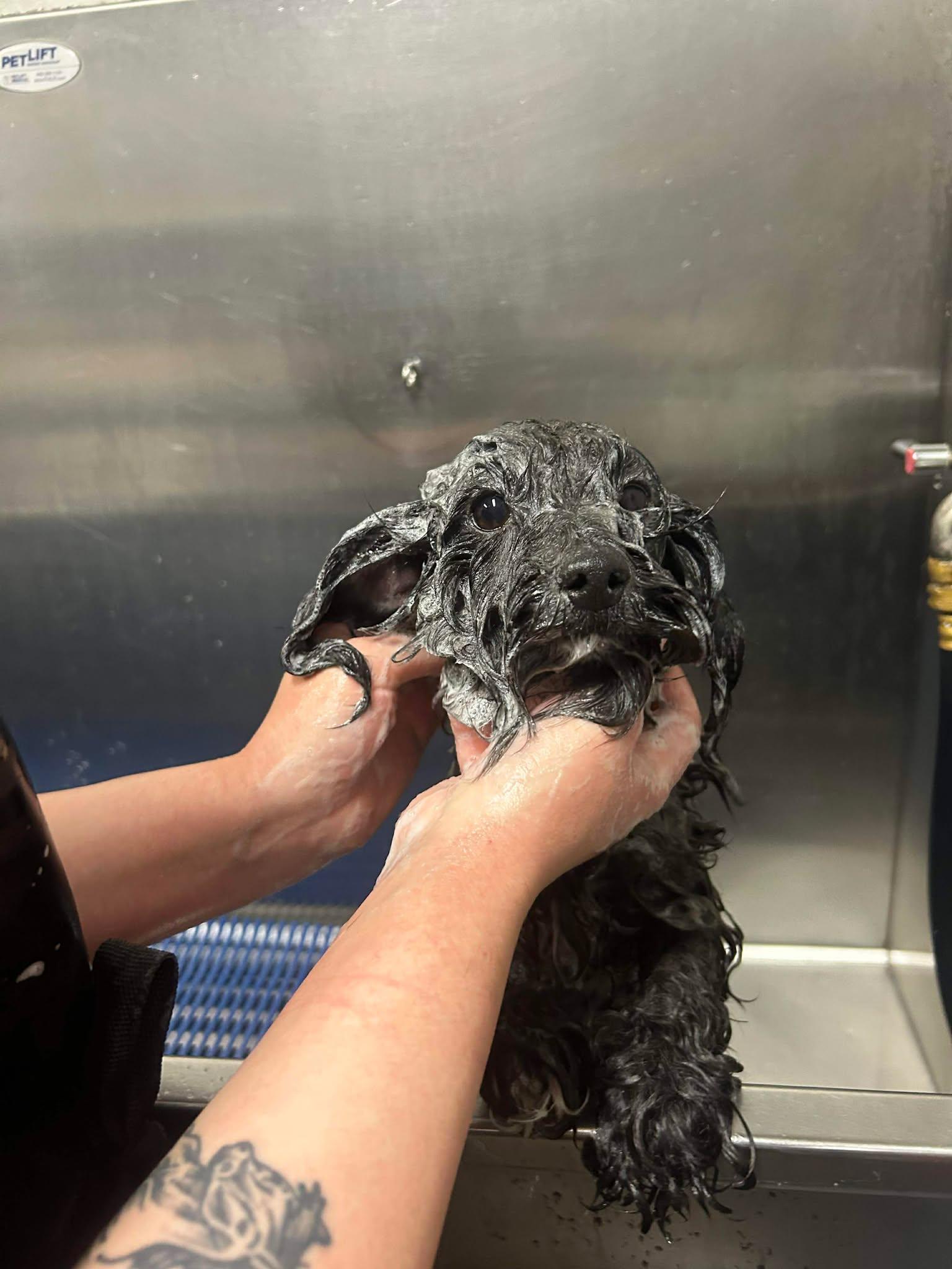 Enlarge Evie, an adopted mixed breed in Richmond, KY image 2/3