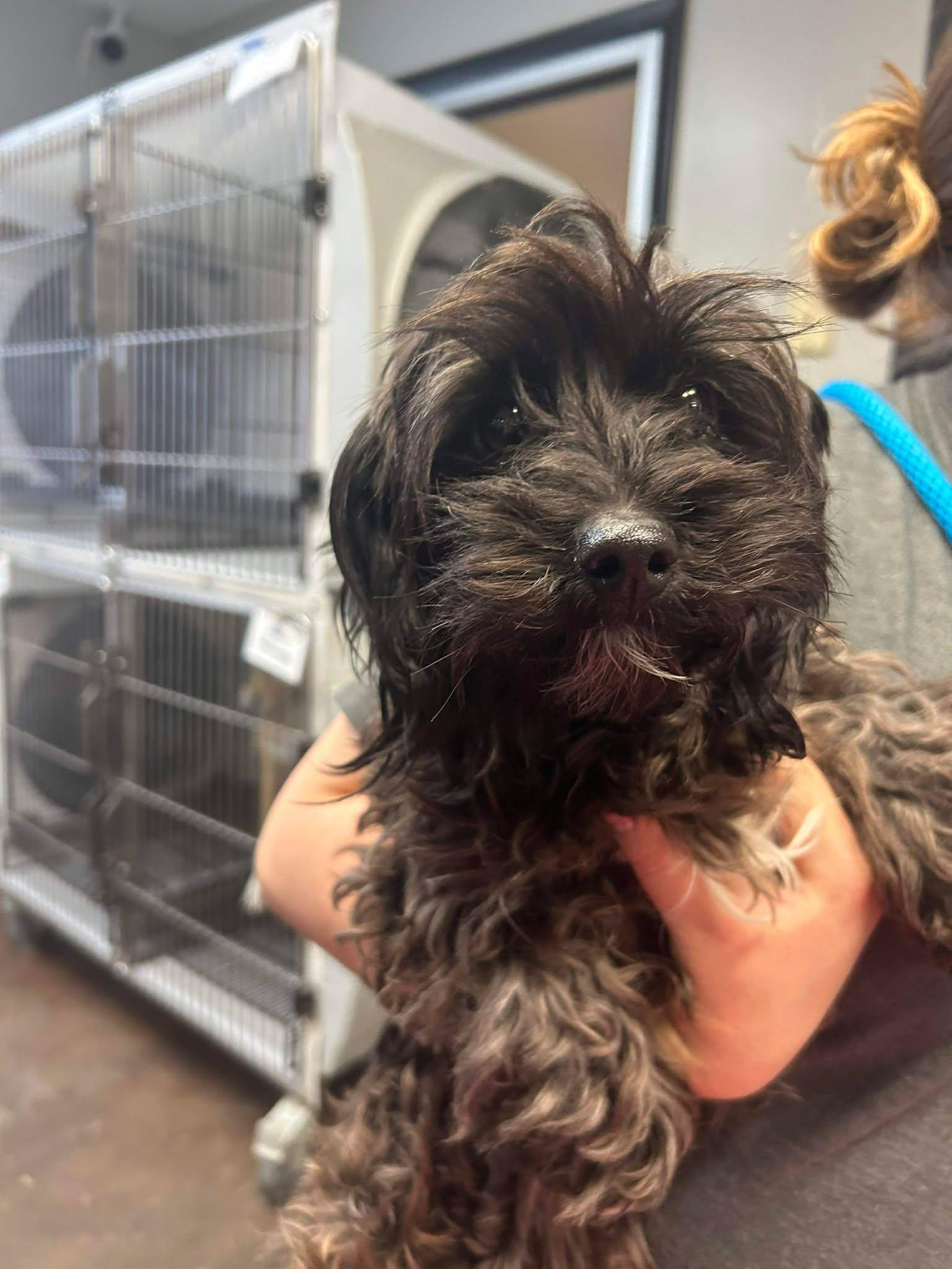 Evie, adopted, Young Female Maltipoo.