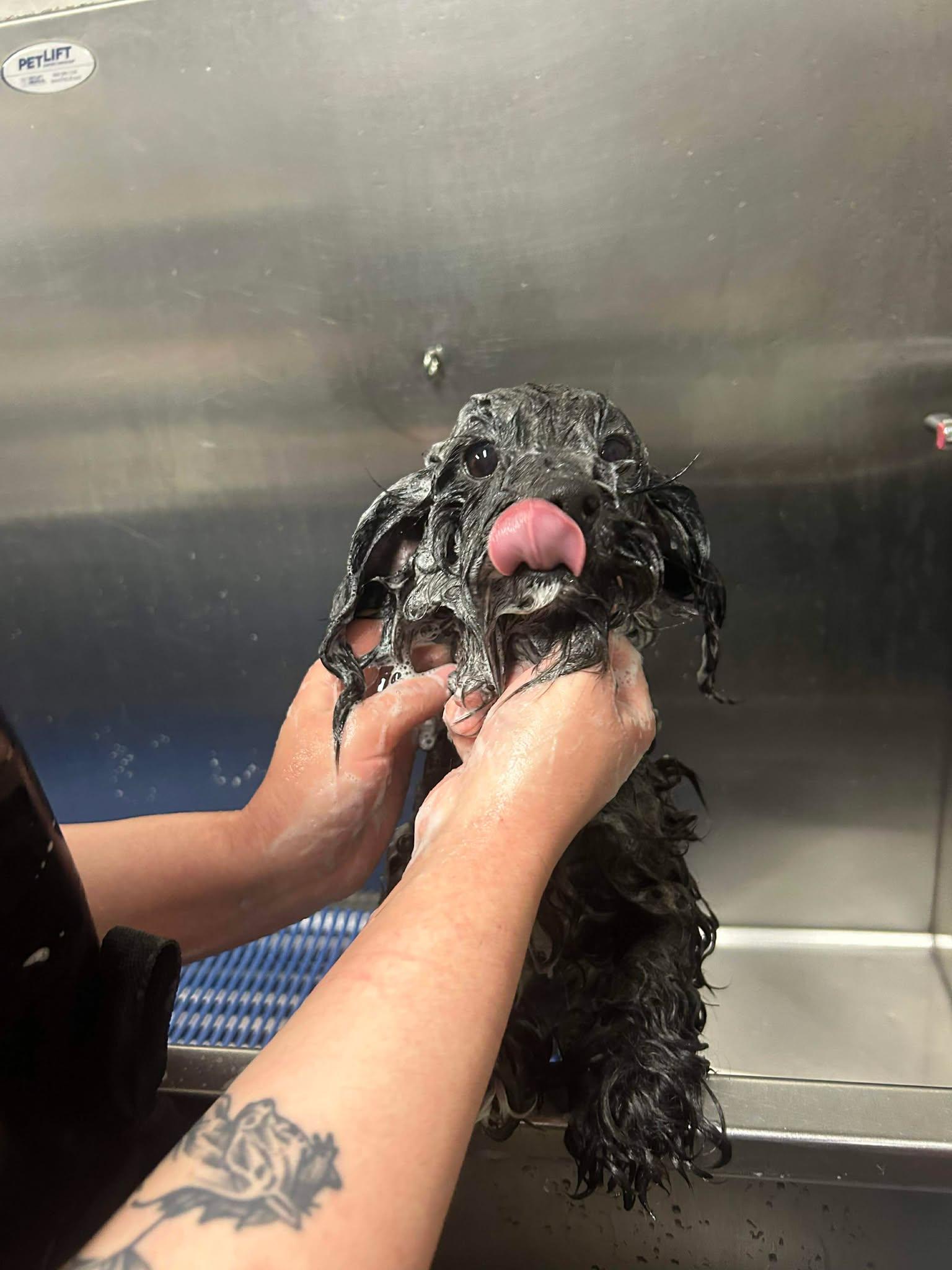 Enlarge Evie, an adopted mixed breed in Richmond, KY image 3/3