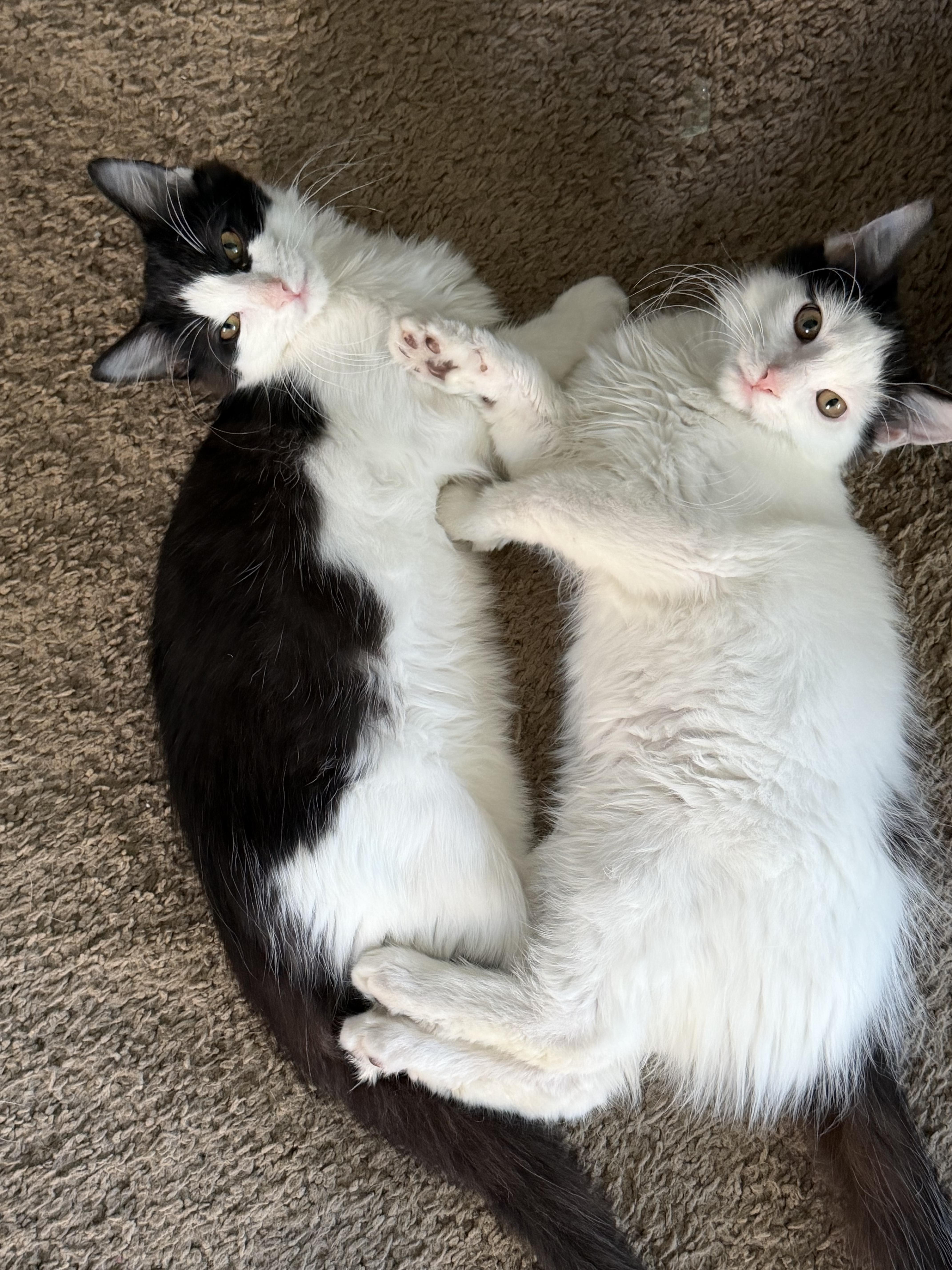 Enlarge Smores, a Adoptable mixed breed in Crystal Lake, IL image 6/6