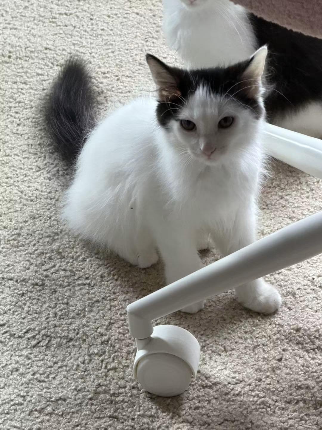 Enlarge Smores, a Adoptable mixed breed in Crystal Lake, IL image 5/6