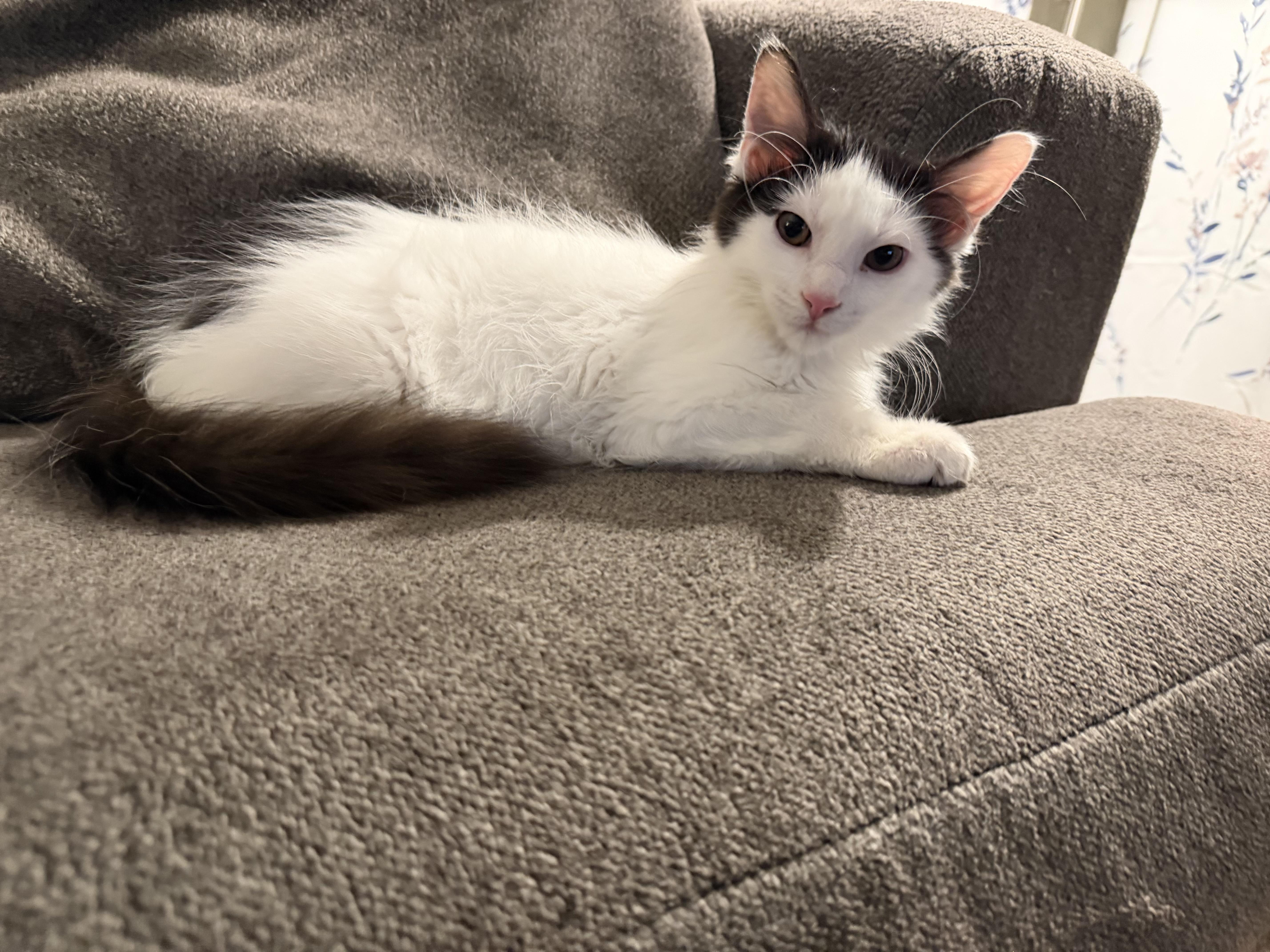Enlarge Smores, a Adoptable mixed breed in Crystal Lake, IL image 2/6