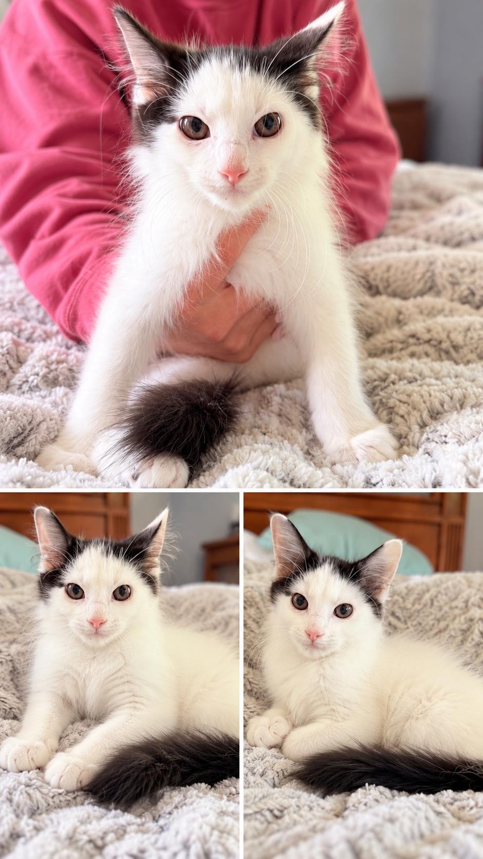 Enlarge Smores, a Adoptable mixed breed in Crystal Lake, IL image 4/6