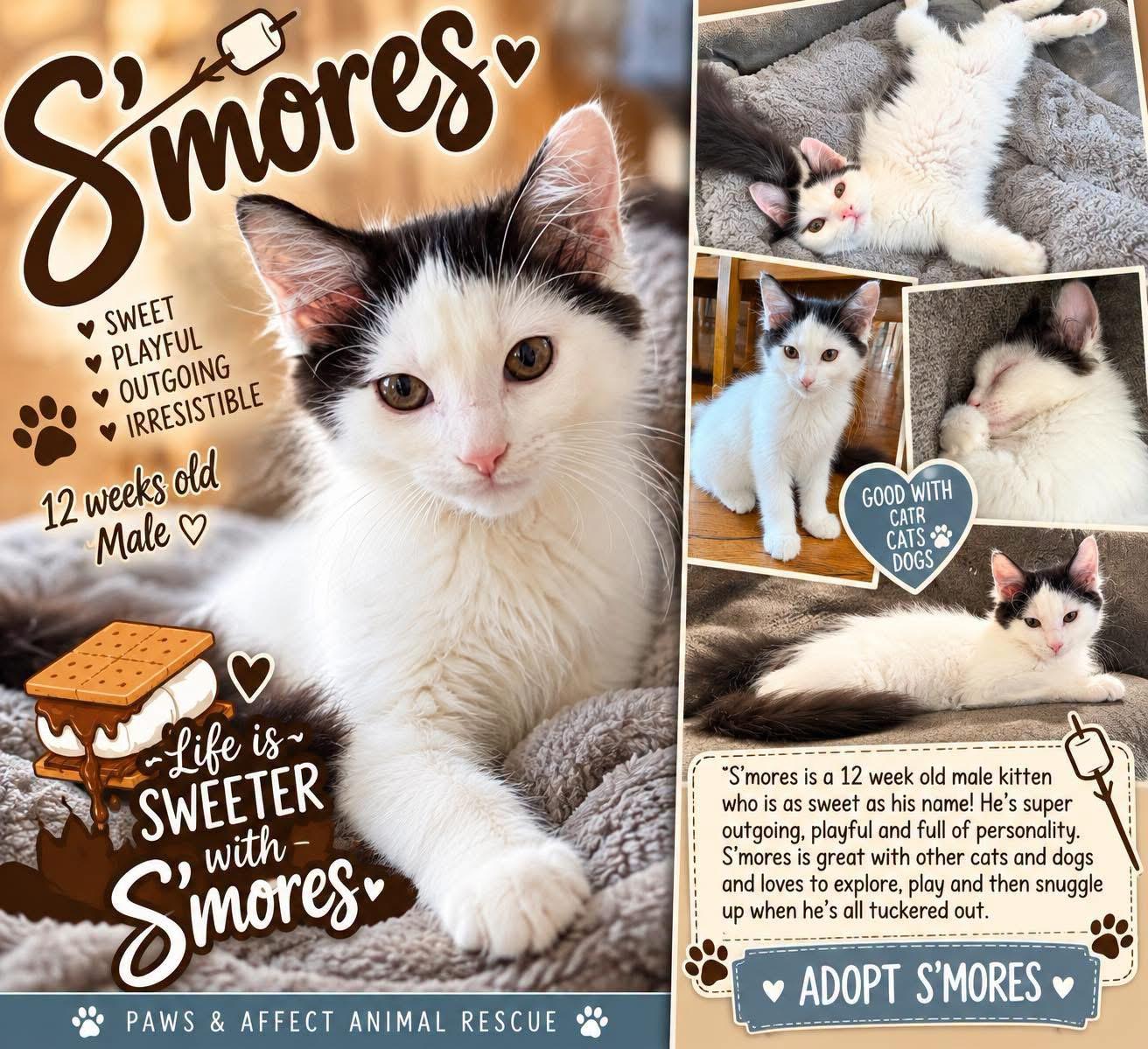 Enlarge Smores, a Adoptable mixed breed in Crystal Lake, IL image 1/6