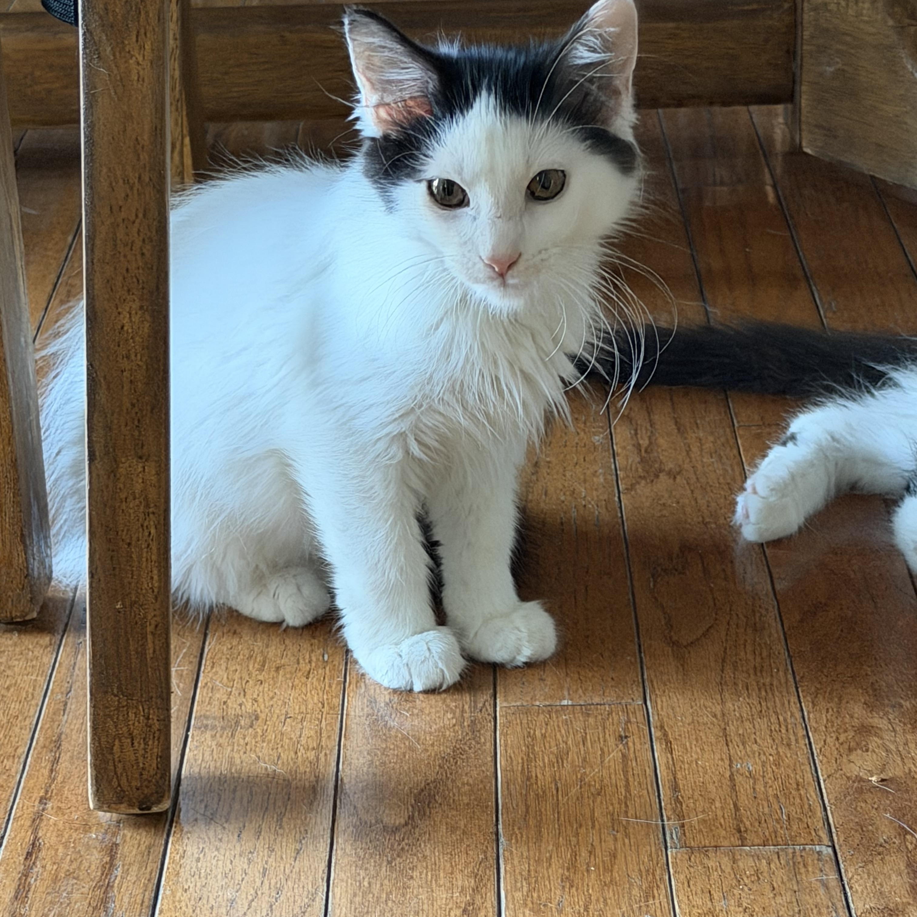 Enlarge Smores, a Adoptable mixed breed in Crystal Lake, IL image 3/6