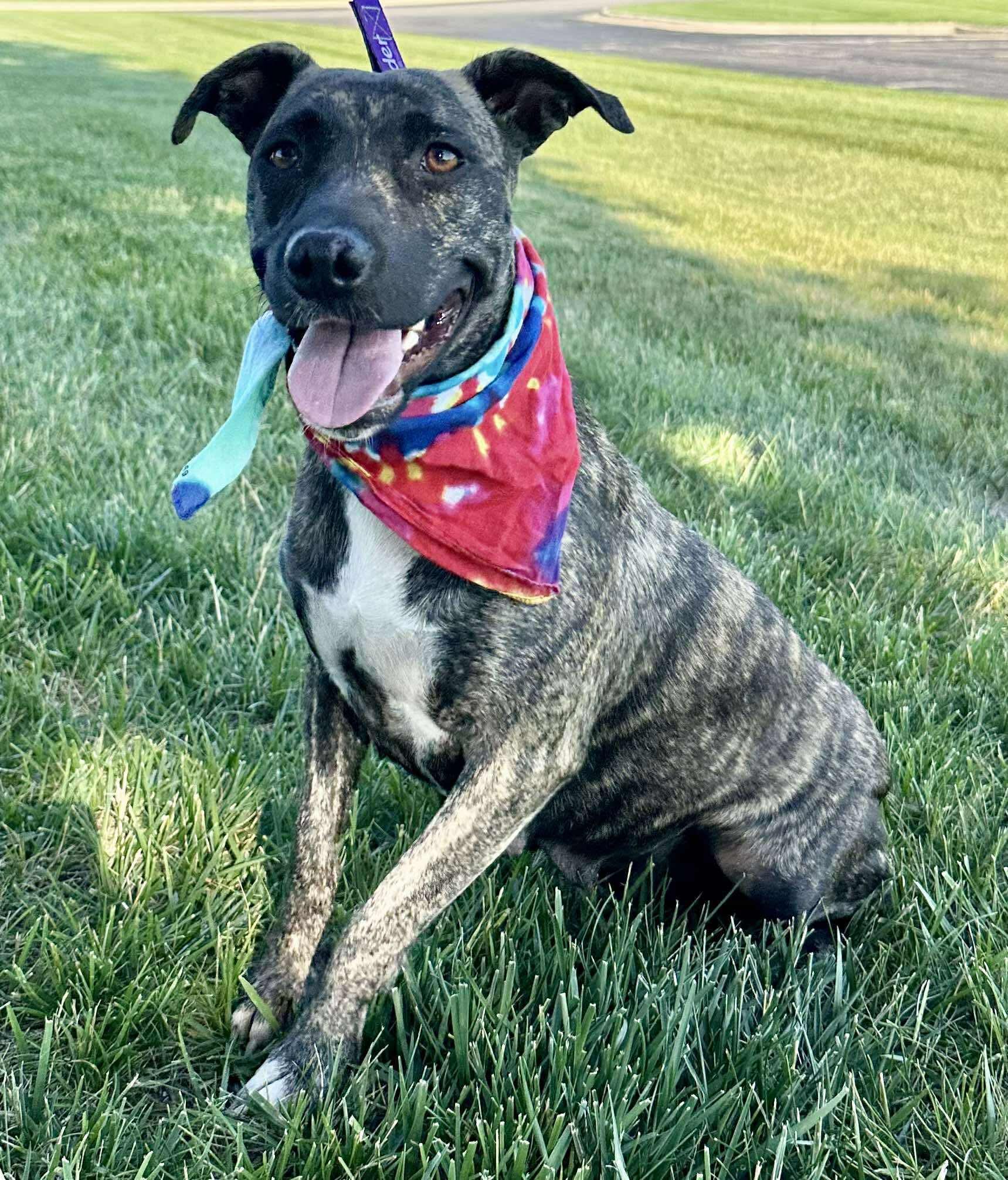Pepper Photo