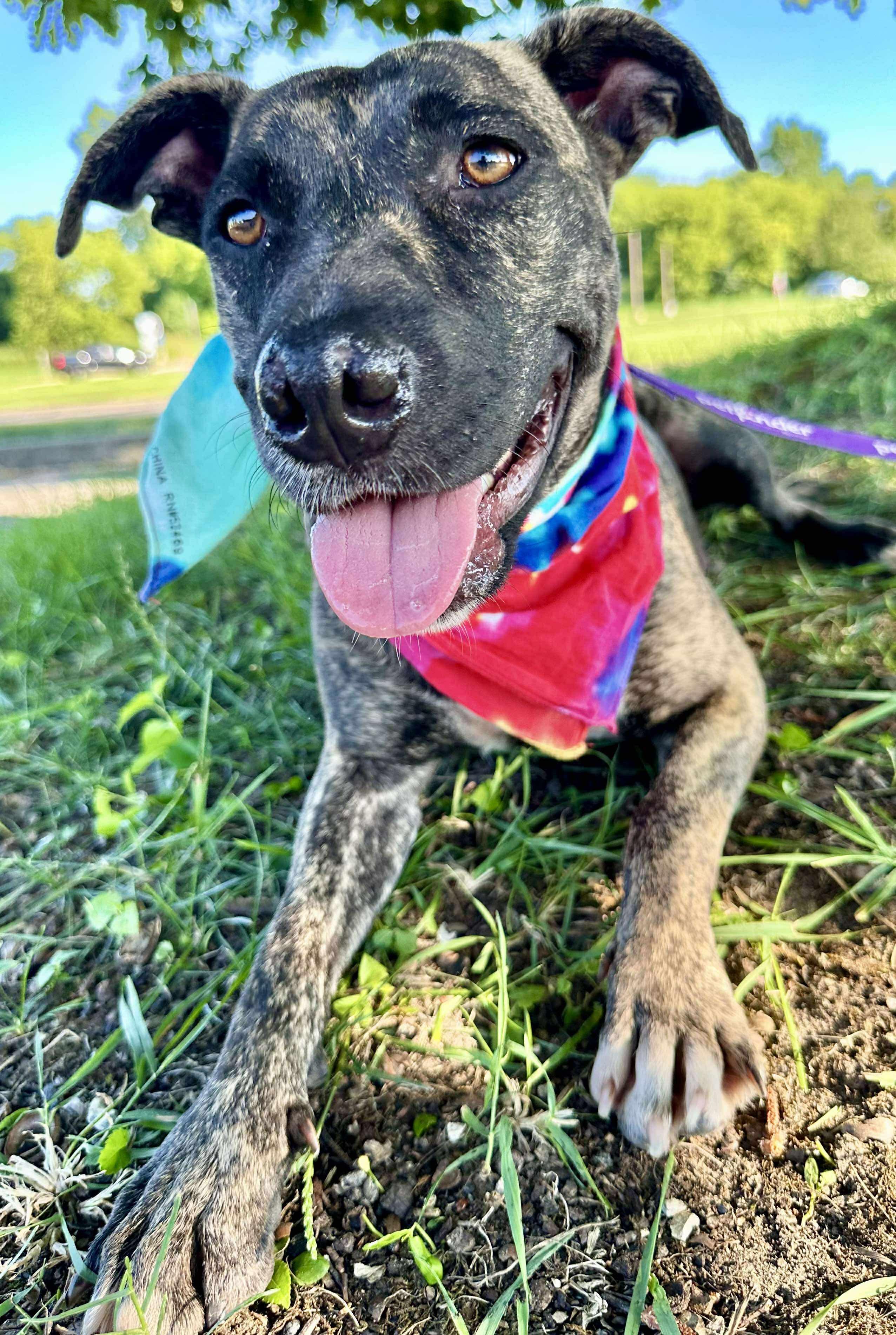 Pepper
