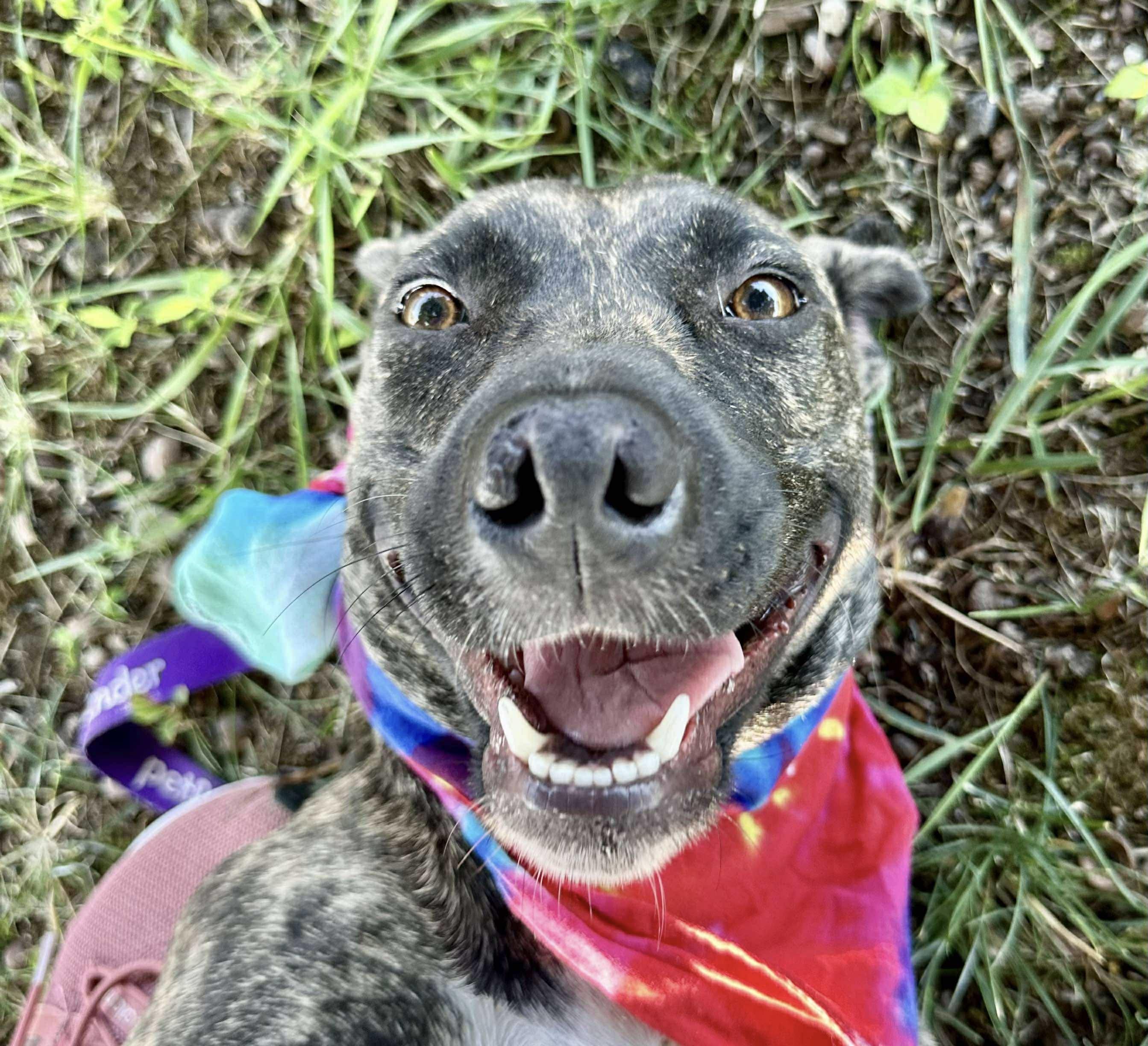 Pepper