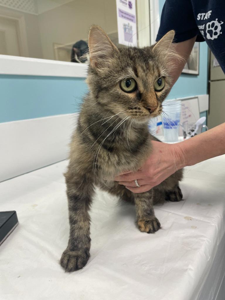 Macie, Adopted, Adult Female Torbie & Domestic Medium Hair.