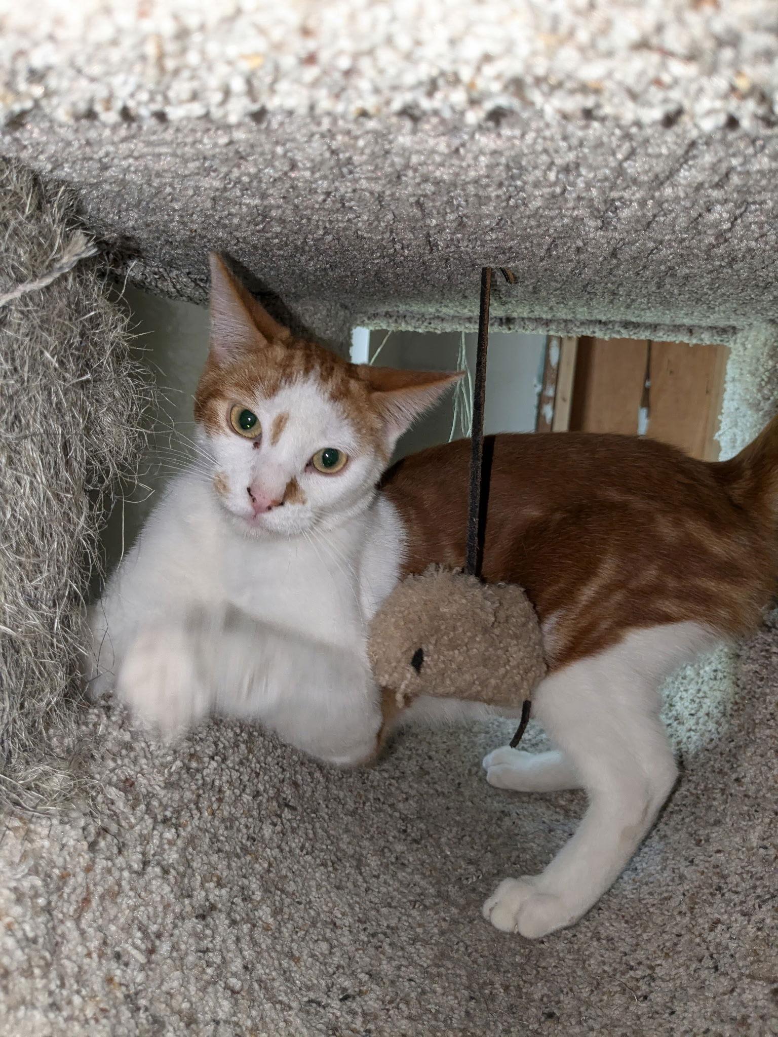 Enlarge Bobby, a Adoptable Domestic Short Hair in Land O Lakes, FL image 1/3