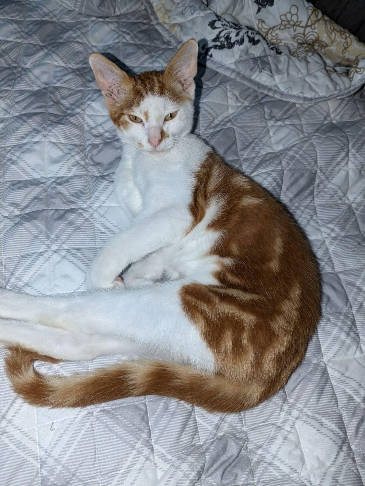 Enlarge Bobby, a Adoptable Domestic Short Hair in Land O Lakes, FL image 2/3