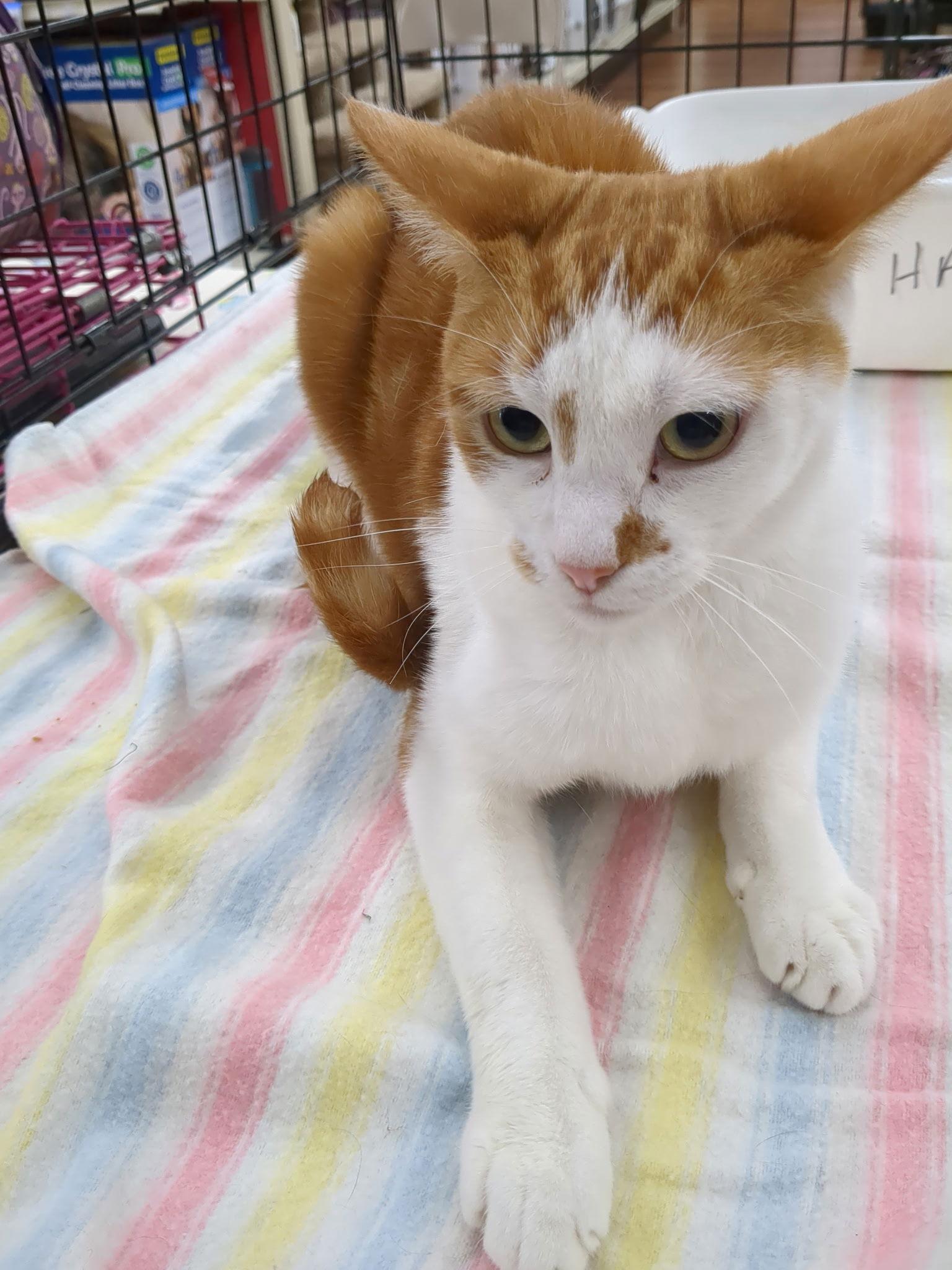 Enlarge Bobby, a Adoptable Domestic Short Hair in Land O Lakes, FL image 3/3