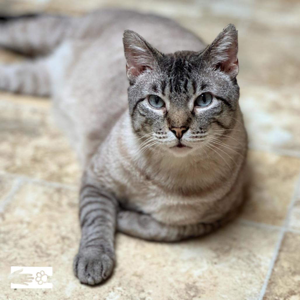Thyme - Available from Foster, Adoptable, Adult Male Domestic Short Hair.