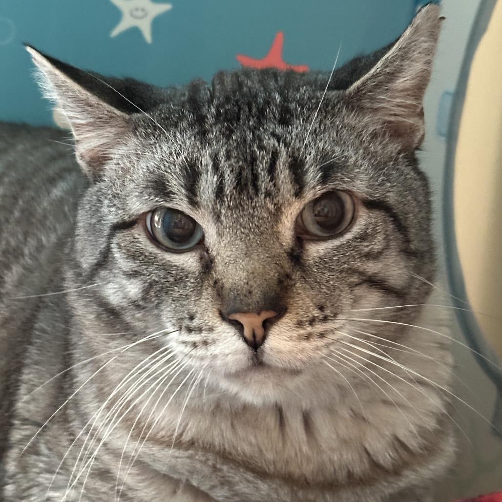 Enlarge Thyme - Available from Foster, a Adoptable Domestic Short Hair in South Burlington, VT image 2/6