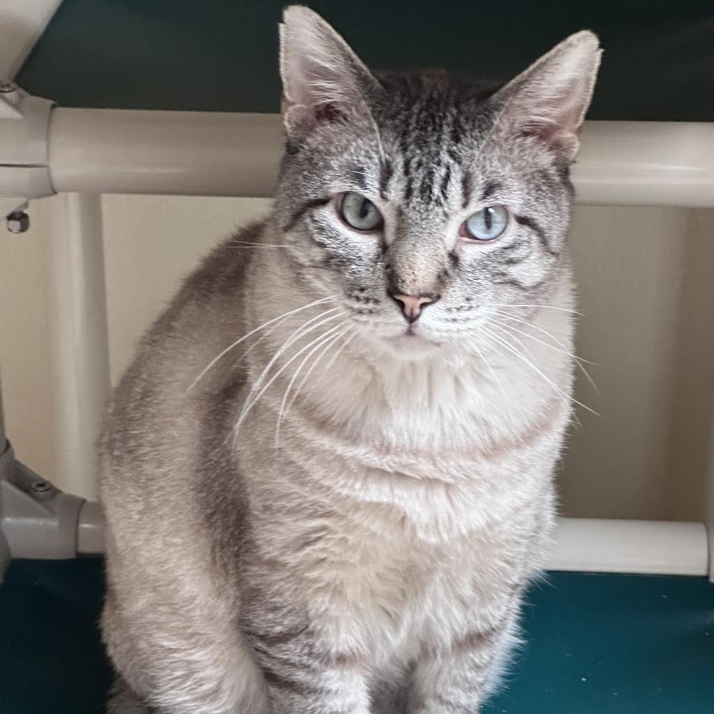 Enlarge Thyme - Available from Foster, a Adoptable Domestic Short Hair in South Burlington, VT image 3/6