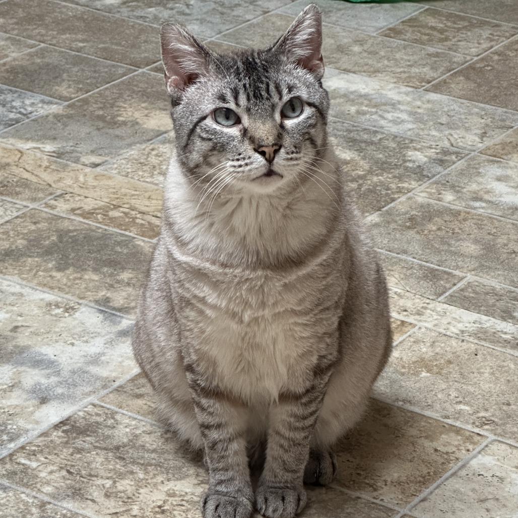 Enlarge Thyme - Available from Foster, a Adoptable Domestic Short Hair in South Burlington, VT image 4/6