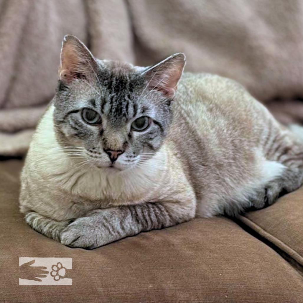 Enlarge Thyme - Available from Foster, a Adoptable Domestic Short Hair in South Burlington, VT image 5/6