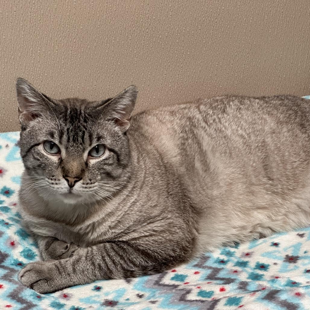 Enlarge Thyme - Available from Foster, a Adoptable Domestic Short Hair in South Burlington, VT image 6/6