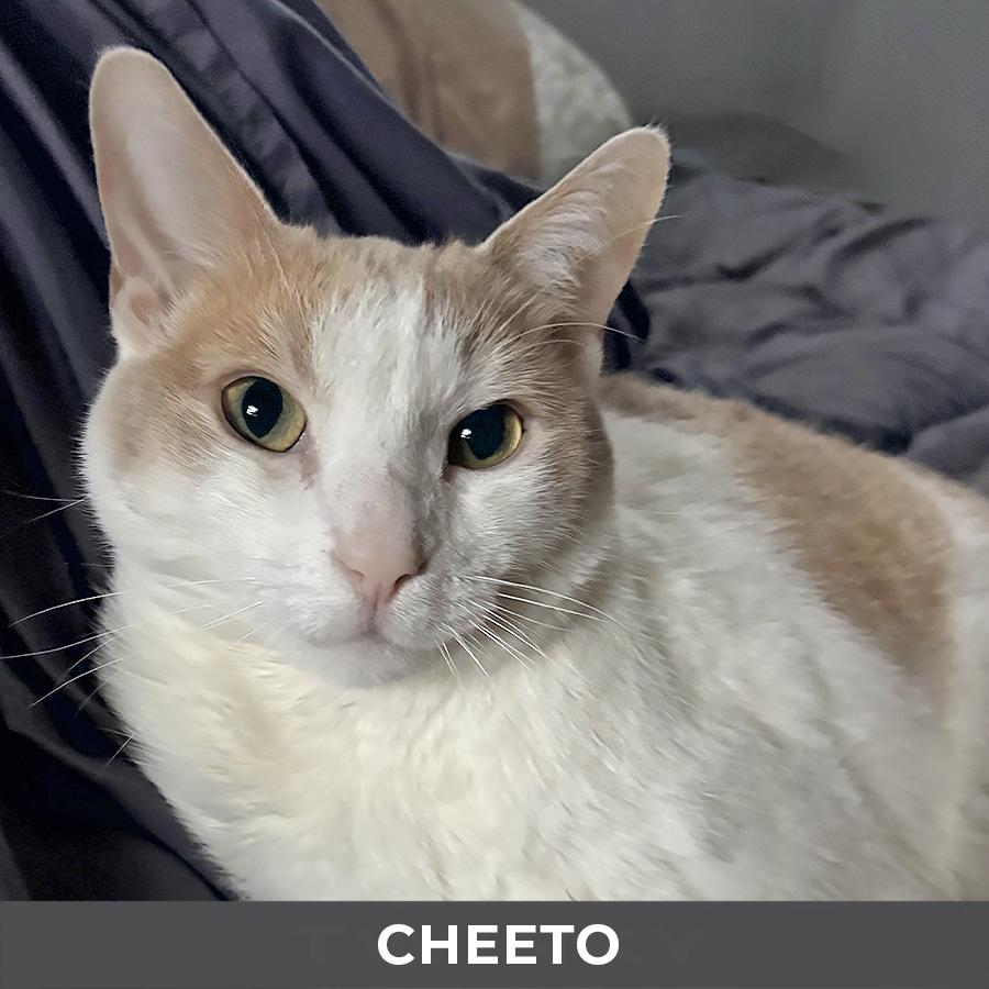 Enlarge Cheeto, a ADOPTABLE Domestic Short Hair in Etobicoke, ON image 2/4