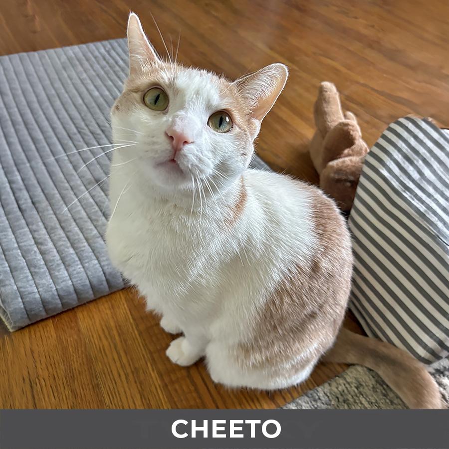 Enlarge Cheeto, a ADOPTABLE Domestic Short Hair in Etobicoke, ON image 3/4