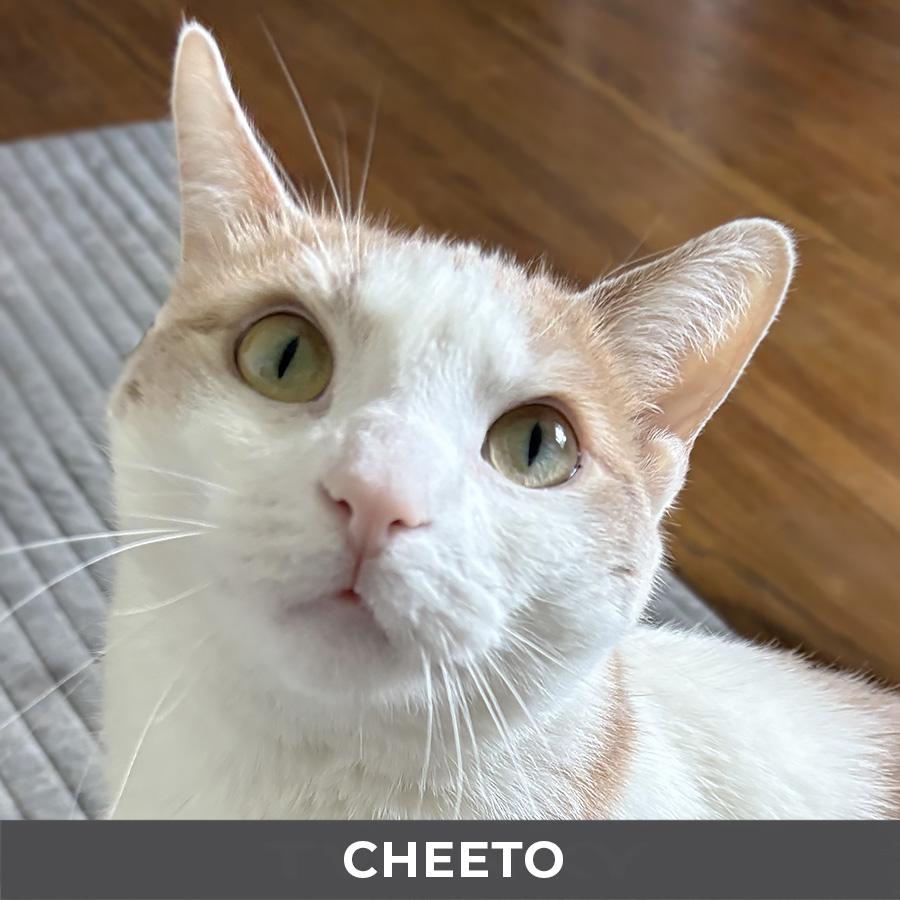 Cheeto, ADOPTABLE, Senior Male Domestic Short Hair.