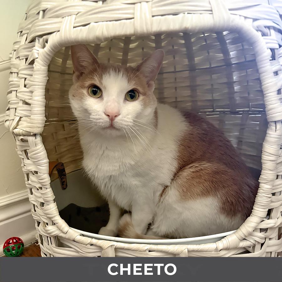 Enlarge Cheeto, a ADOPTABLE Domestic Short Hair in Etobicoke, ON image 4/4