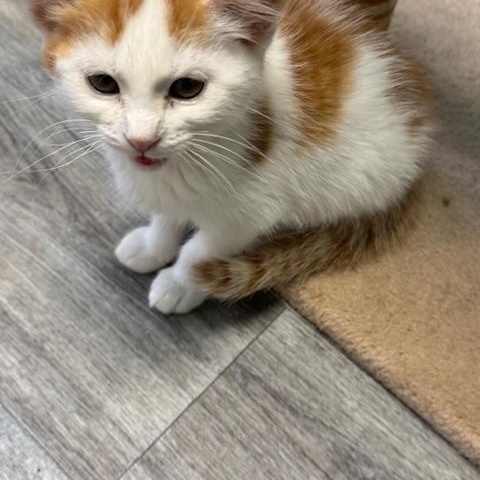 Linguine, Baby Female Domestic Medium Hair