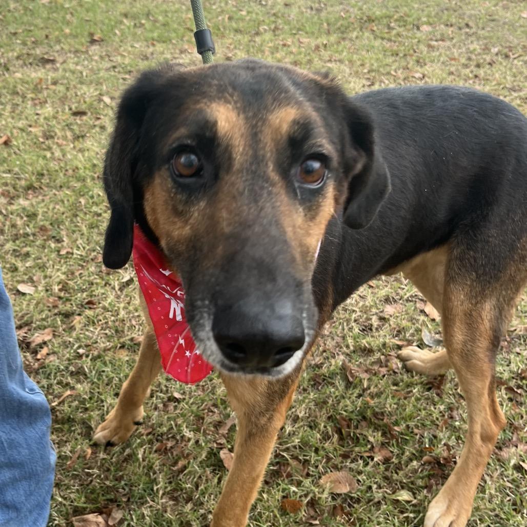 Charlie, a Adoptable mixed breed in Palestine, TX image 1/6
