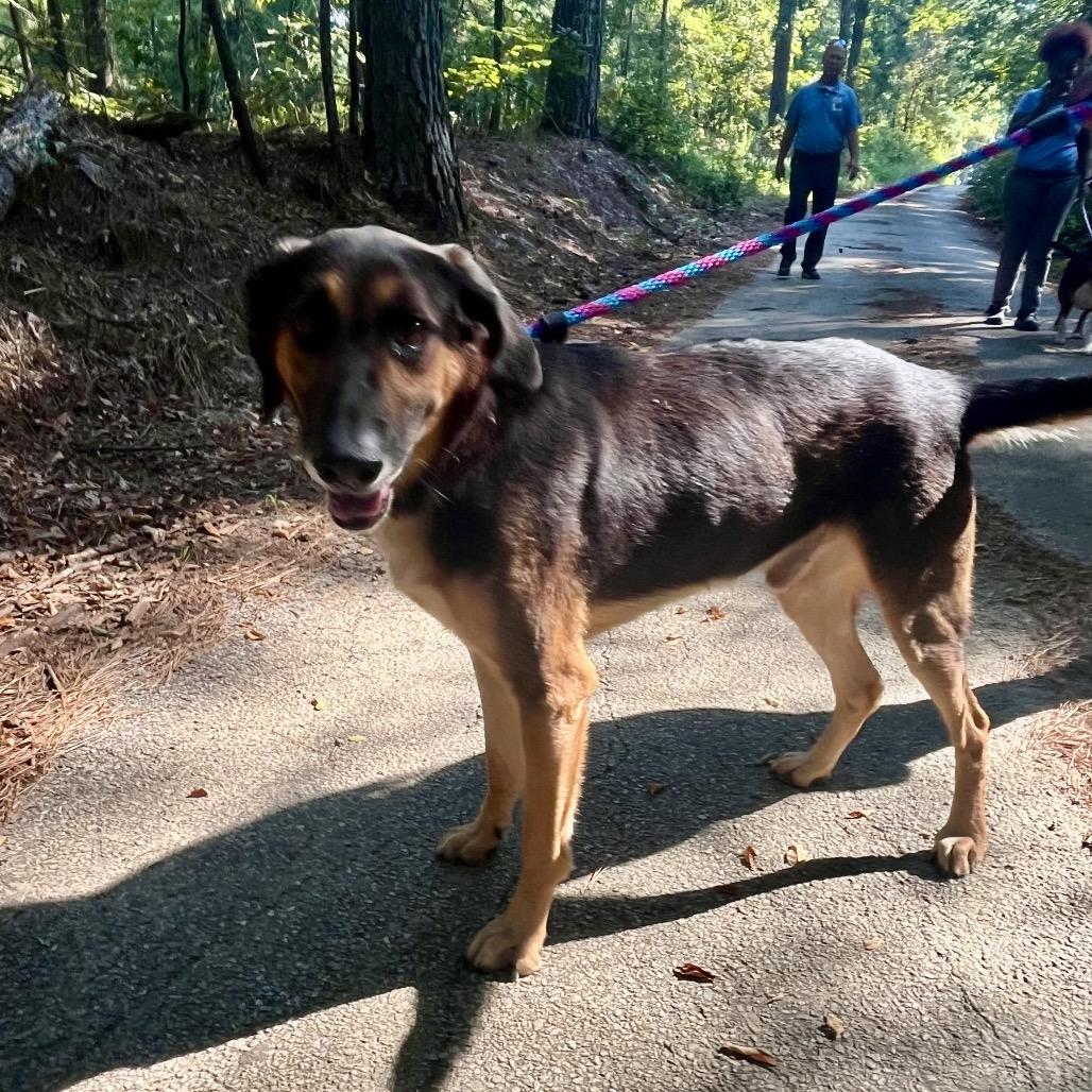 Charlie, a Adoptable mixed breed in Palestine, TX image 2/6