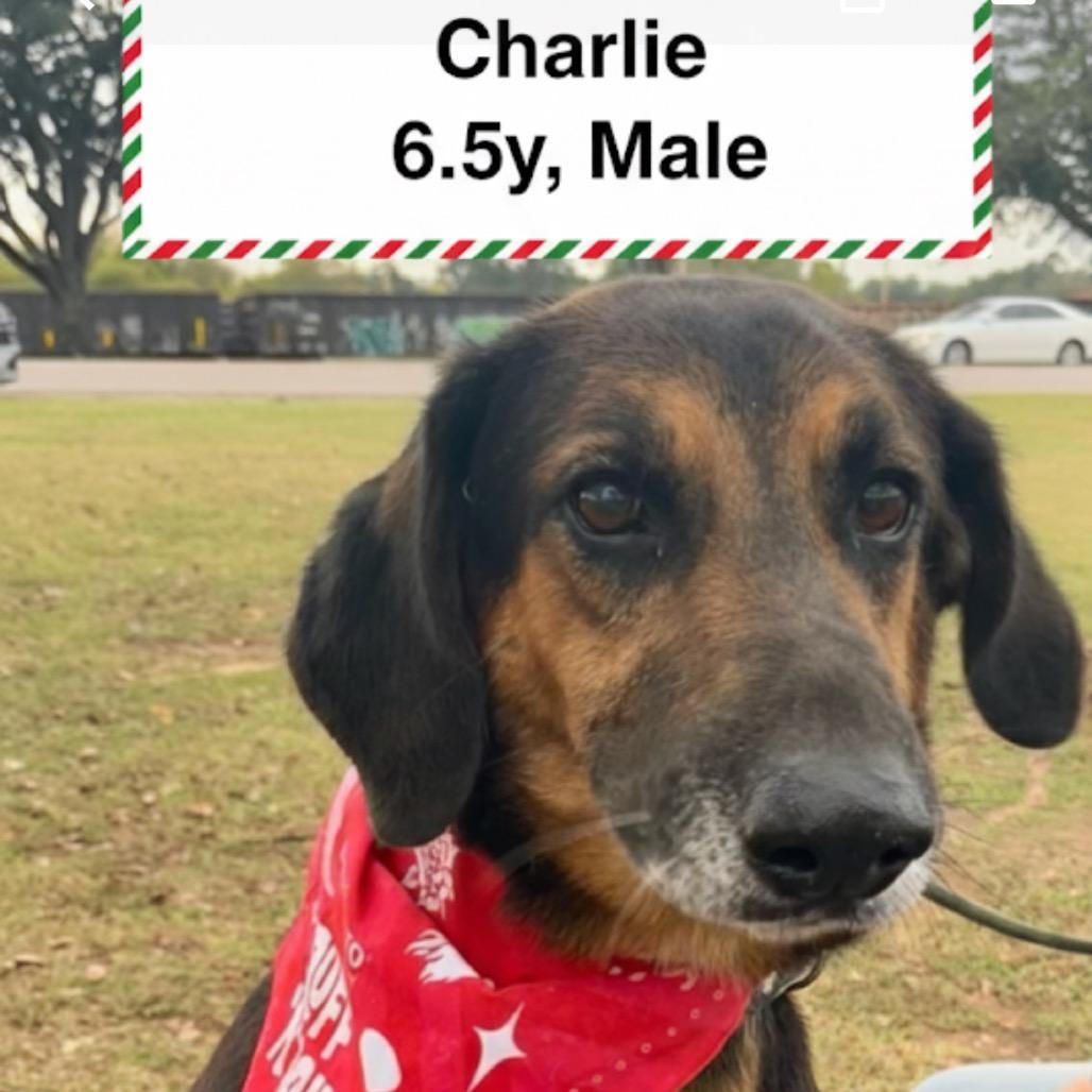 Charlie, a Adoptable mixed breed in Palestine, TX image 3/6